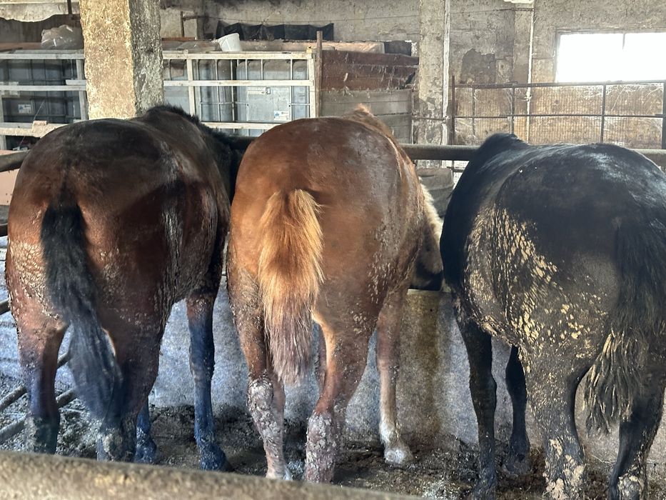 Согым сатам.жылкы