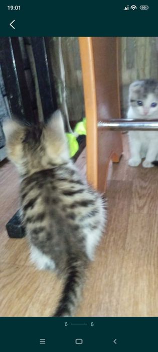 Шотландцы 1,5месяц .Приучены.