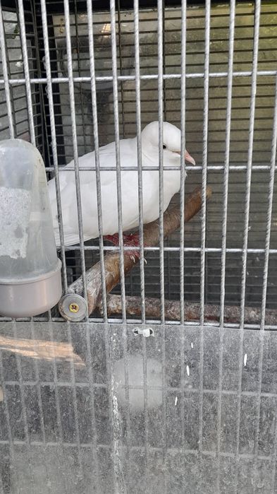 Vând 9 turturele tinere