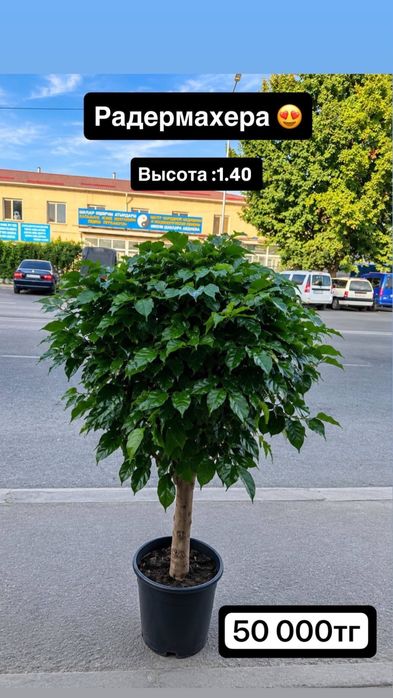 Комнатные деревья для дома и офиса.