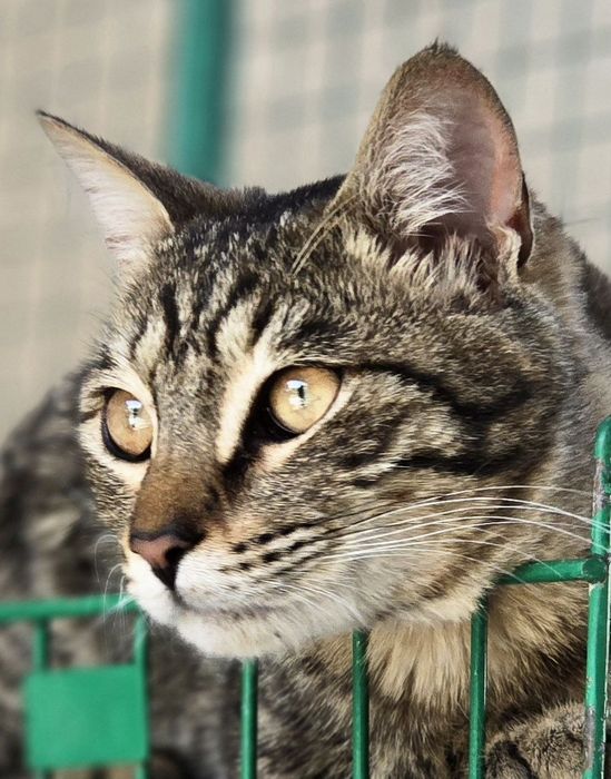 Котик ищет дом и любящих хозяев