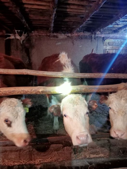 Продам коров белоголовый