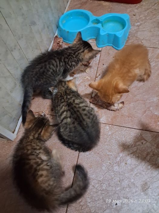 Отдодим котят в хорошие руки