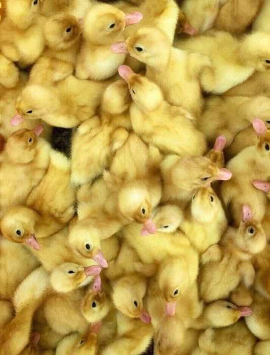 Продам утят бройлерных