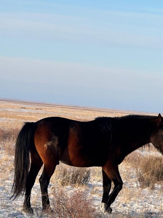 Продаю лошадь айгыр