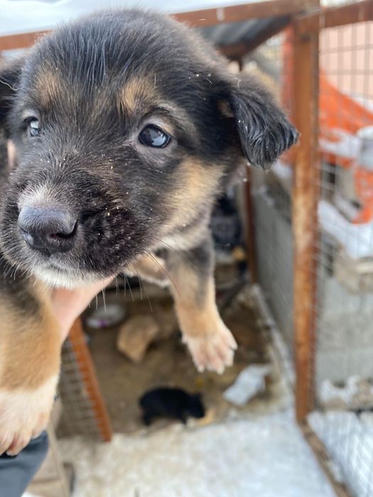 Отдам щенков в добрые руки