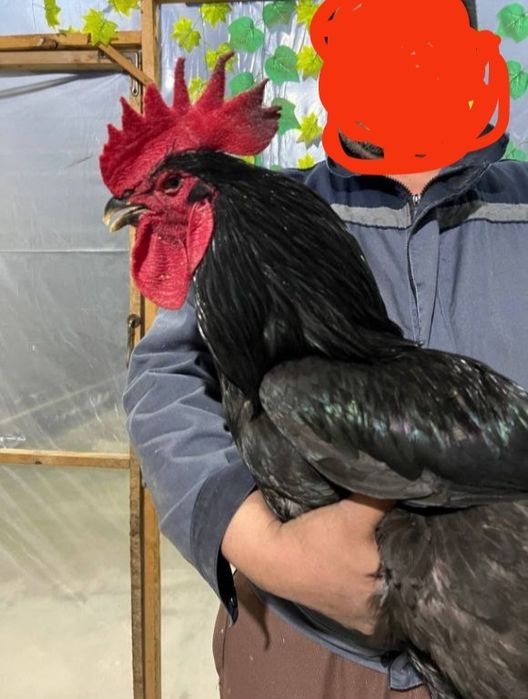 Gigant Qora Shaxzoda