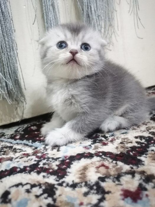 Serbiriski skotish shinshila 2 ta qiz narx 100$ latog bladi ovqat yidi