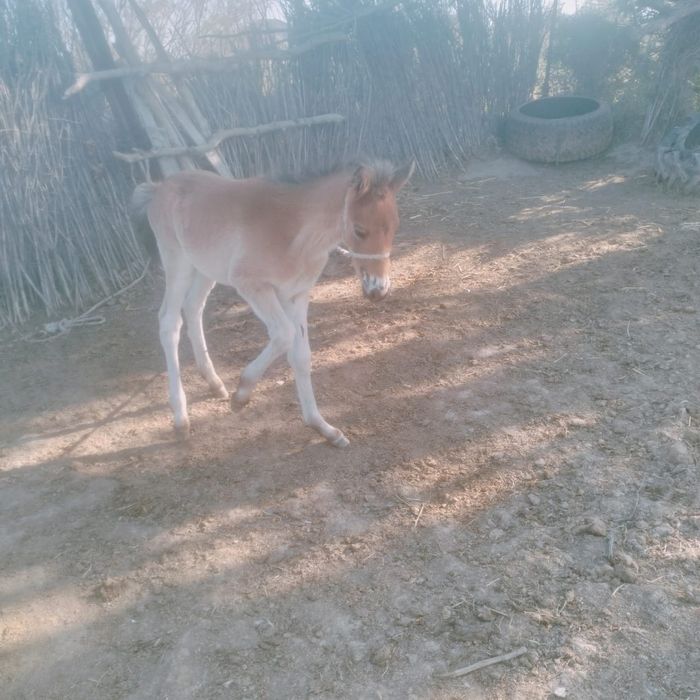 Сауынды бие    '