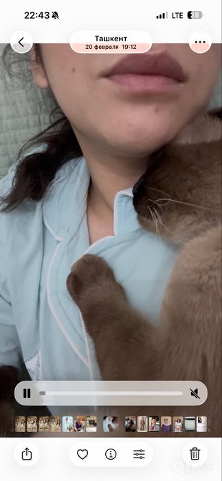 Отдаем кота ( кострированный)
