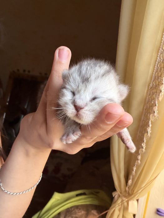 Чистокровные котята Turkish Angora × Scottish Fold