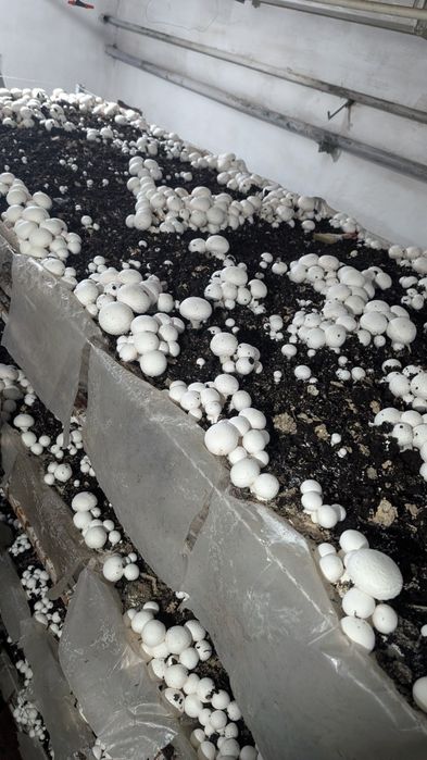 Шампиньоны культивируемые