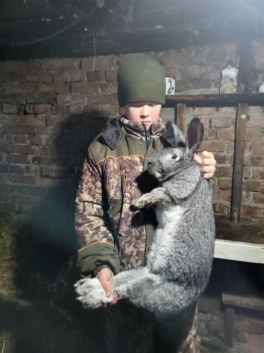 Продам кроликов.