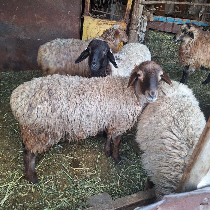 Продам токты овец кой