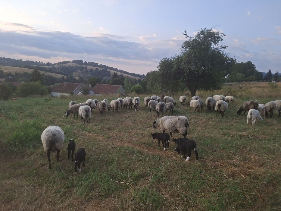 Vănd 10 oi Romanov și un berbec de doi ani.
