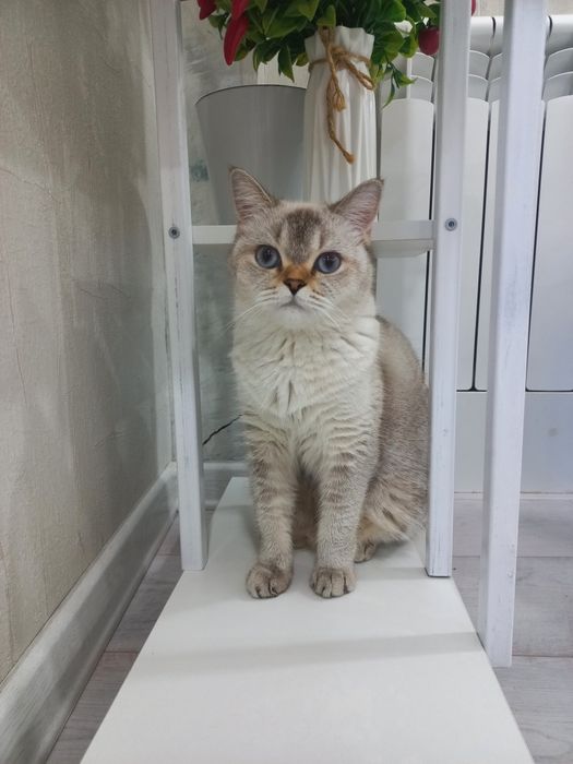 Продается кошка серебристая, голубоглазая, короткошерстная шиншилла.