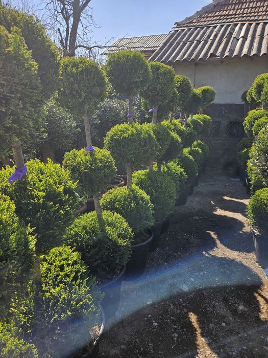 Ponpon spirale bonzai etajate maslin