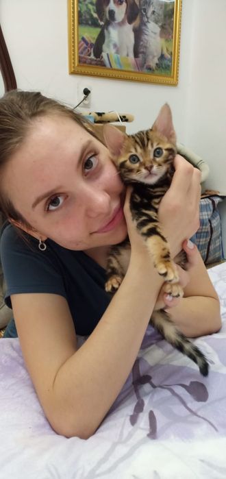 Ласковые бенгалочки продаются