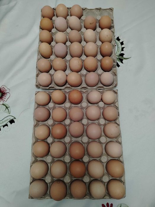 Preiau comenzi pentru ouă pentru incubat