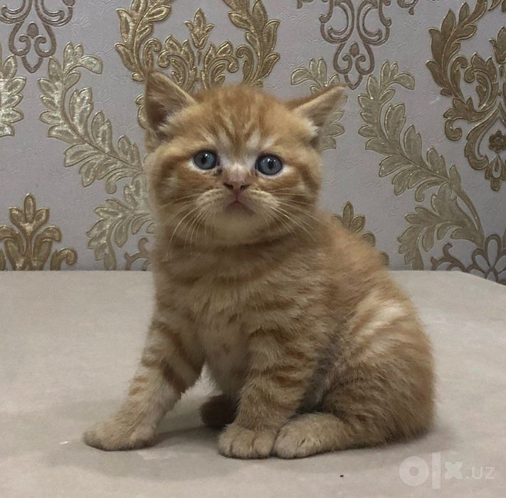 Тоза зотли Мушукчалар сотилади.