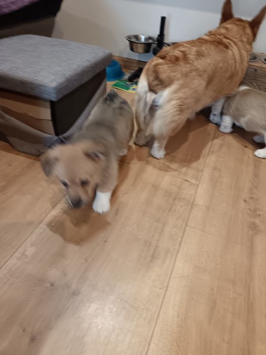 Корги Пембург бебета