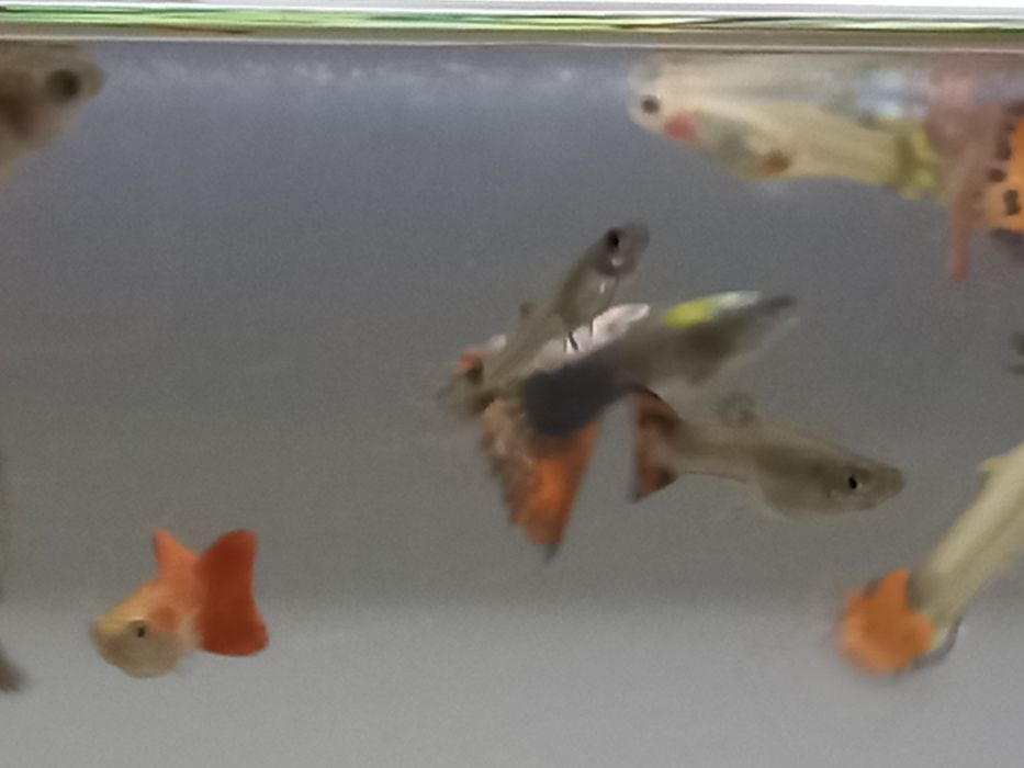Продам гупи петушков