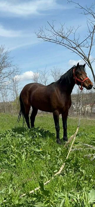 Vând Iapa 3 ani jumate