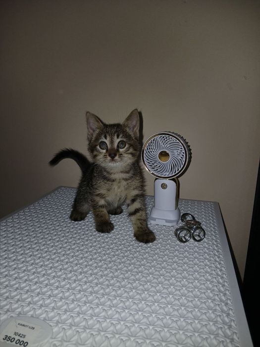 Пристраиваются котята