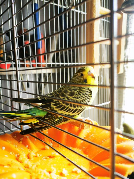 Papagali  de vanzare