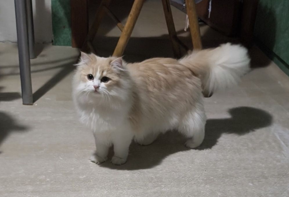 9-месечна женска Ragdoll mix котка