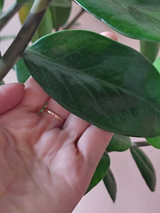 Продам замиокулькас