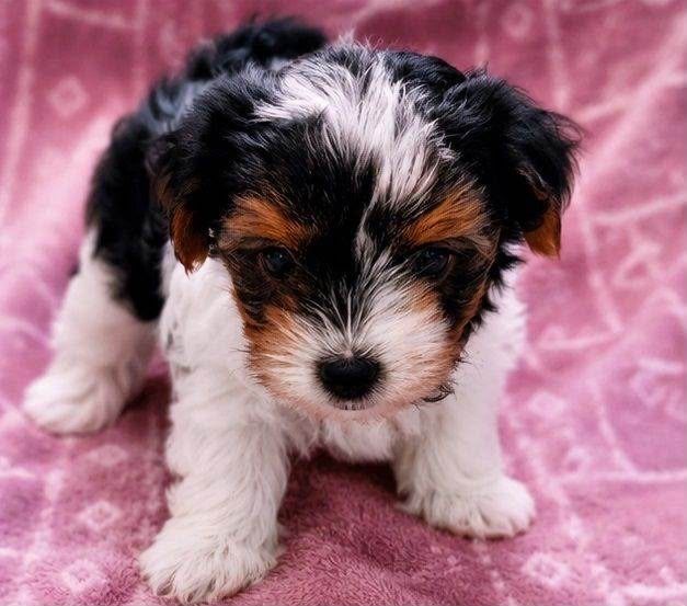 Bichon havanez superba
