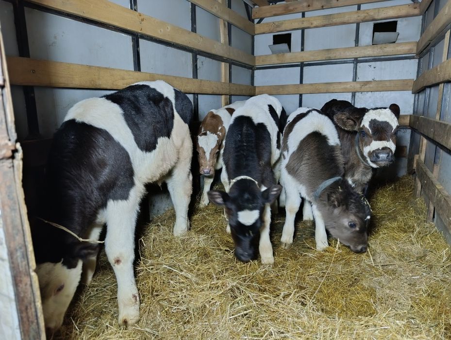 Телята бычки Бузау еркек 3 бас