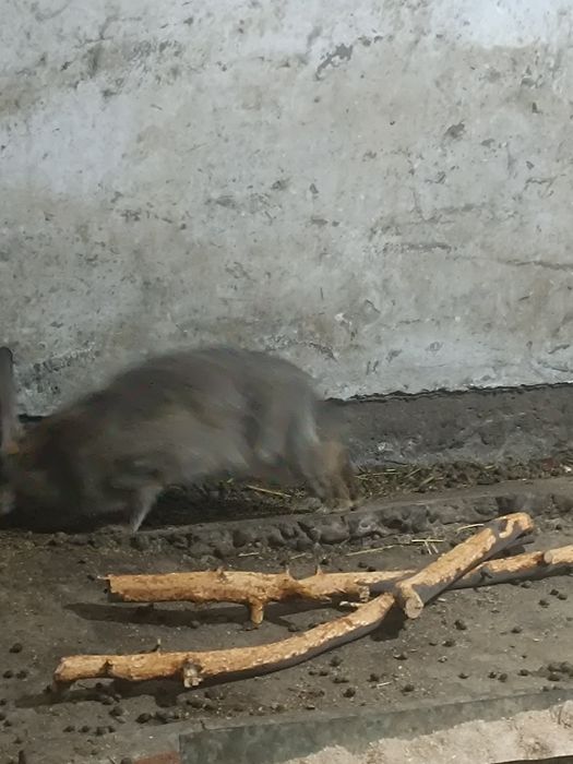 Кролики порода Бабачки