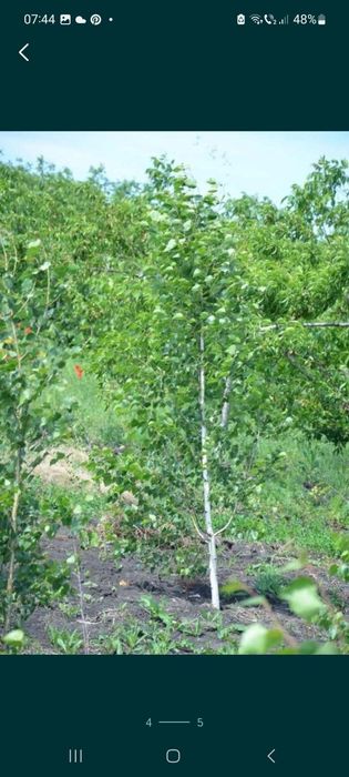 Mesteacan alb ornamental / Mesteacan decorativ