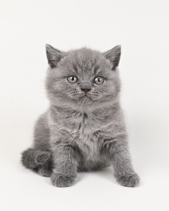 Pisoi British Shorthair colour blue cu pedigree