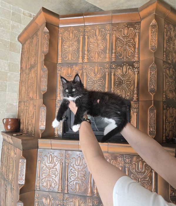 Felisa autorizata rasa Maine Coon