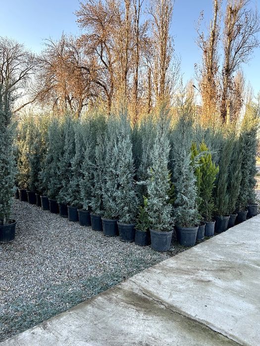 Кипарис kipar аризонский маржвеник туя голт туя  крим сасна арча archa