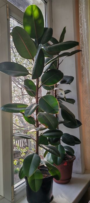 Фикус каучуконосный