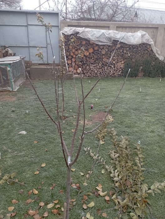 Daraxt abrezka sadovnik kesish