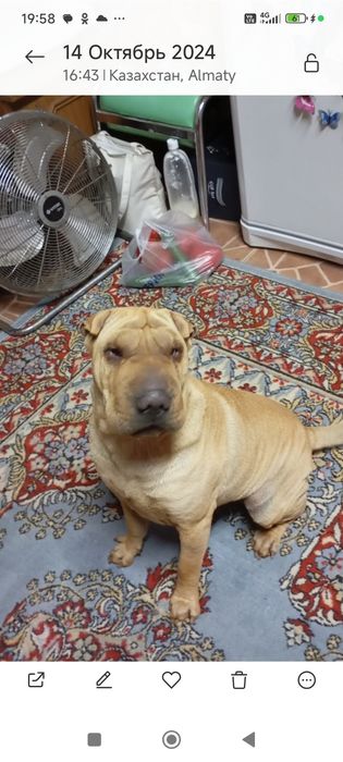 Бронирование щенков шарпея