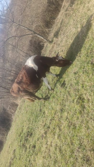 Vand vaci  gestante pt detali sunati la nr