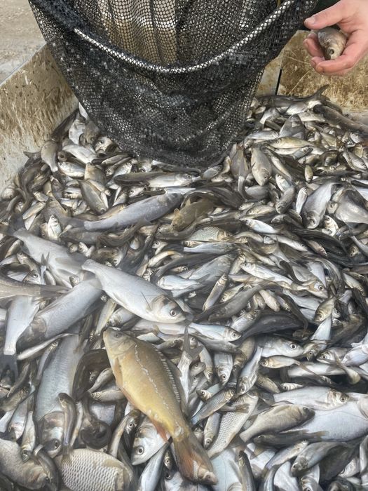 Puiet de peste vara 1