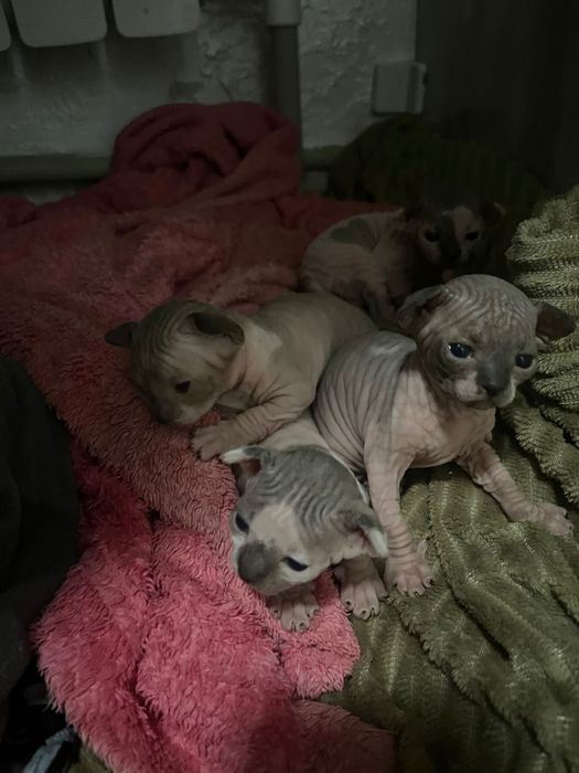 Вязка сфинкса Донской, Канадский