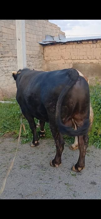 Бука сатылады 2 жасар