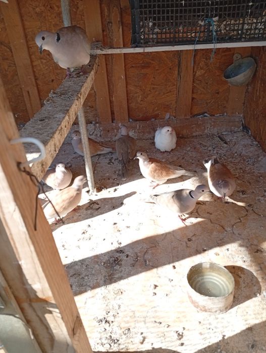 Смеещи се Гугутки