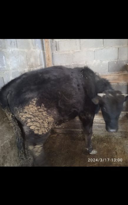 Бык По кличке Лев