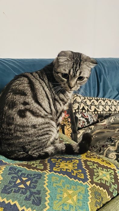 Шотландская кошечка