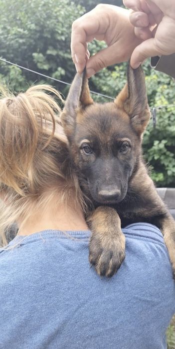 Щенки немецкой овчарки