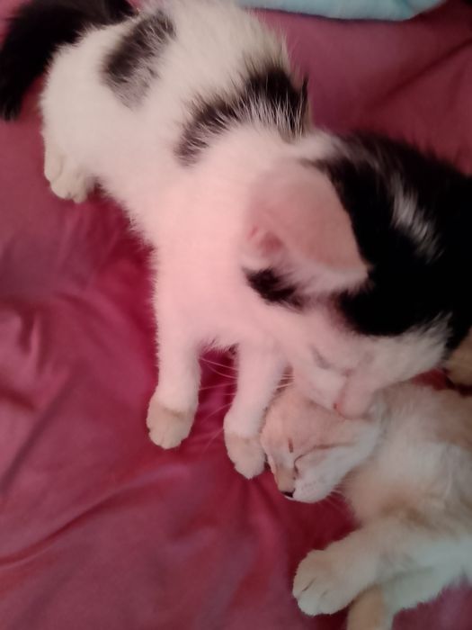 3 котенка, все девочки